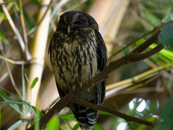 <h3><a href="/trips/costa-rica/biota/animalia/chordata/aves/031 strigiformes/002 strigidae/strix virgata/strix virgata-nl.html">Strix&nbsp;virgata</a> / Mottled&nbsp;owl / Bonte&nbsp;bosuil</h3>OM-1 Mark II met OLYMPUS M.150-400mm F4.5, 1/50 sec  bij F4.5, ISO 5000, afstand 5.53&nbsp;m